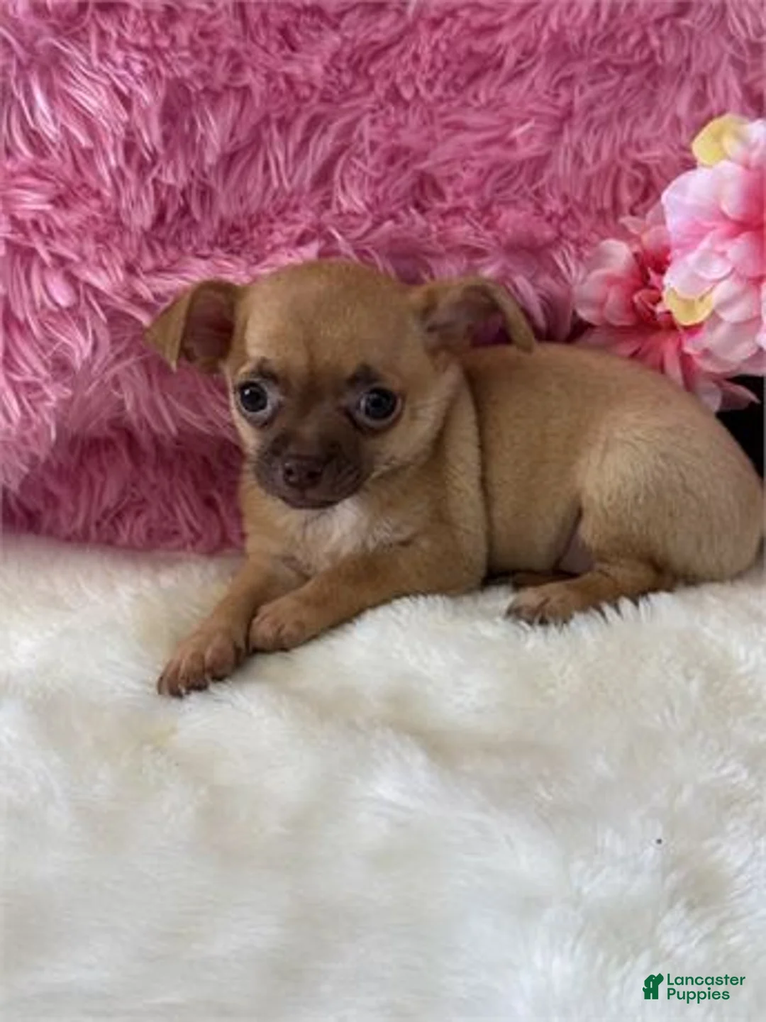 Chihuahua dogs for sale: Chihuahua Puppy 1 - Ad 2