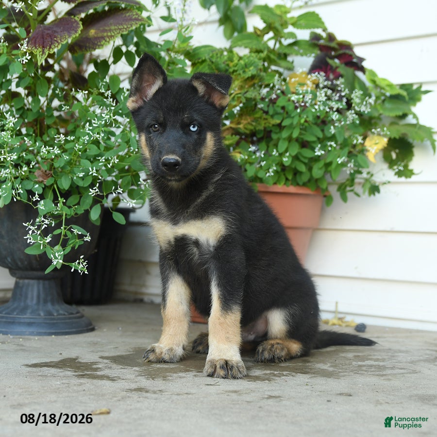 Gerberian Shepsky dogs Thor - Ad 1