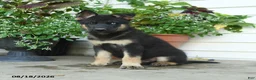 Gerberian Shepsky dogs for sale: Thor - Ad 1