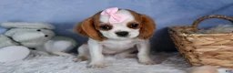Cavalier King Charles Spaniel dogs for sale: Patsy - Ad 12