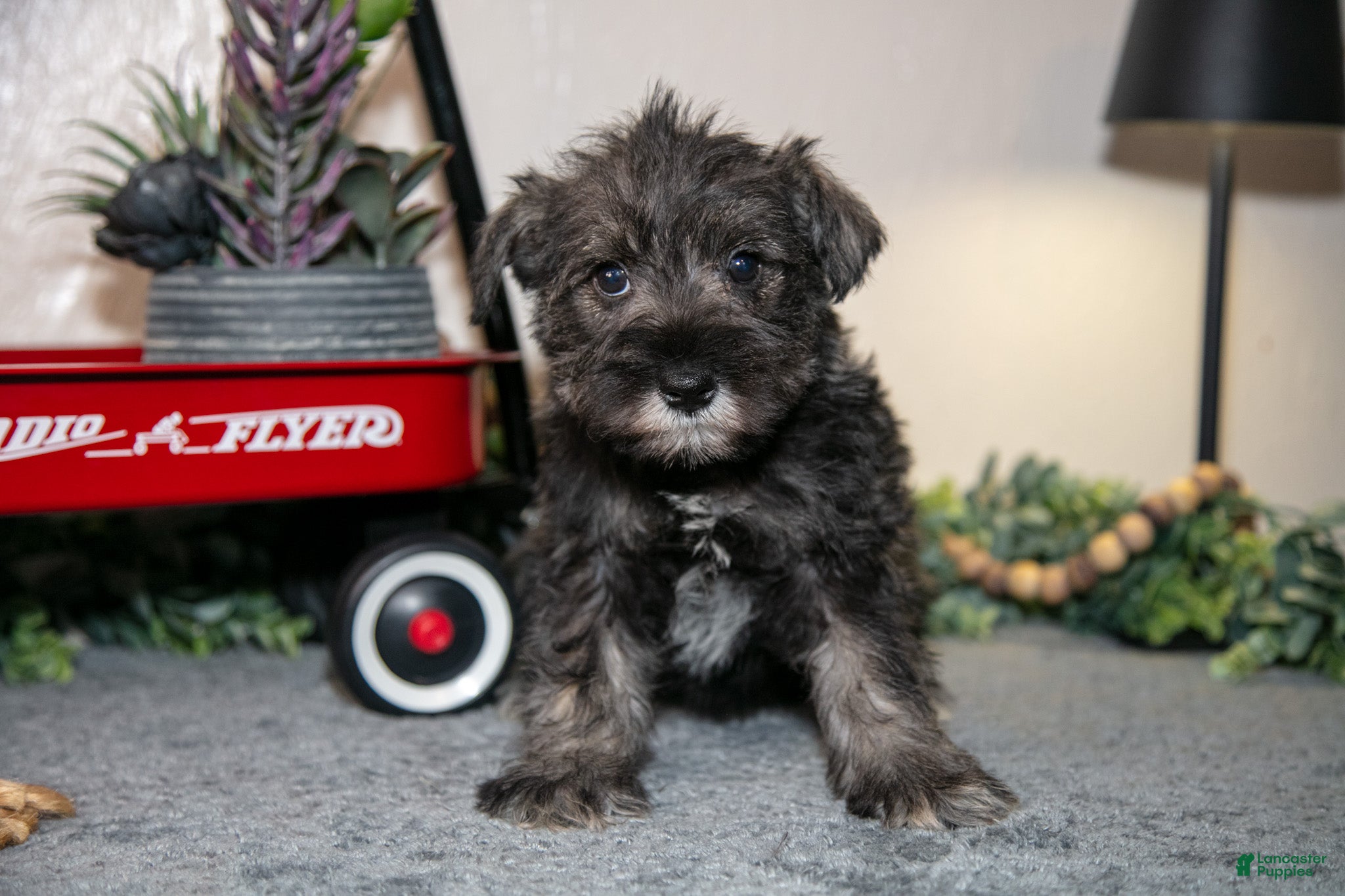 Miniature Schnauzer dogs Ria - Ad 2