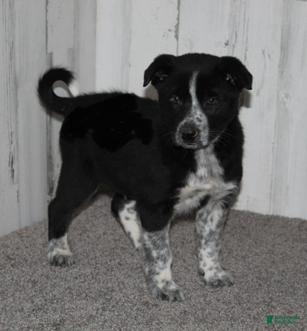 Mini Aussiedoodle dogs for sale: Mr. Jingles - Ad 6