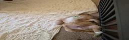 Mini Goldendoodle dogs for sale: Mini Goldendoodle 1 - Ad 6