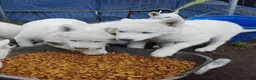 Alaskan Husky dogs for sale: Alaskan Husky 3 - Ad 5