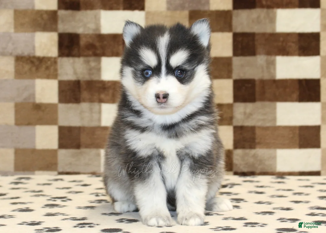 Pomsky dogs for sale: Ivan - Ad 3