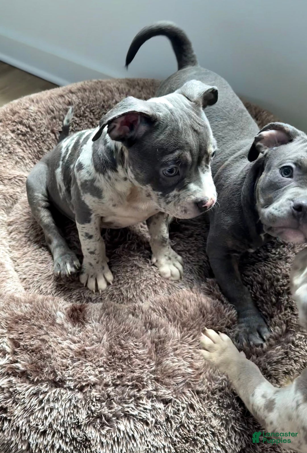 Merle Bully Puppies Xl American Bully Kennels Xl Bully Puppy White