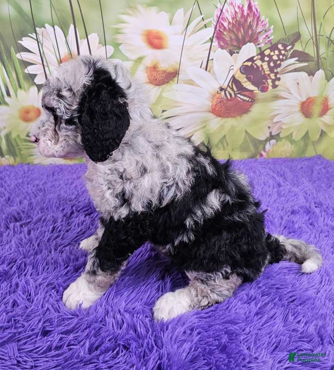 Mini Sheepadoodle dogs Wren - Ad 2