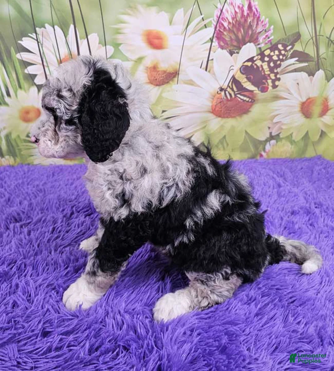 Mini Sheepadoodle dogs for sale: Wren - Ad 2