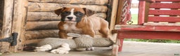 Boxer dogs for sale: Russel - Ad 6
