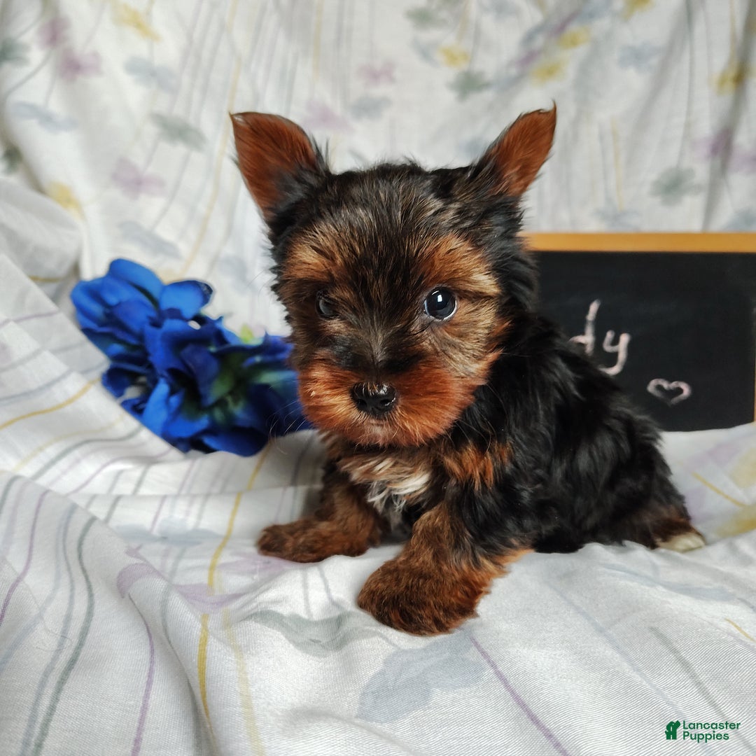 Yorkshire Terrier dogs for sale: Andy - Ad 3