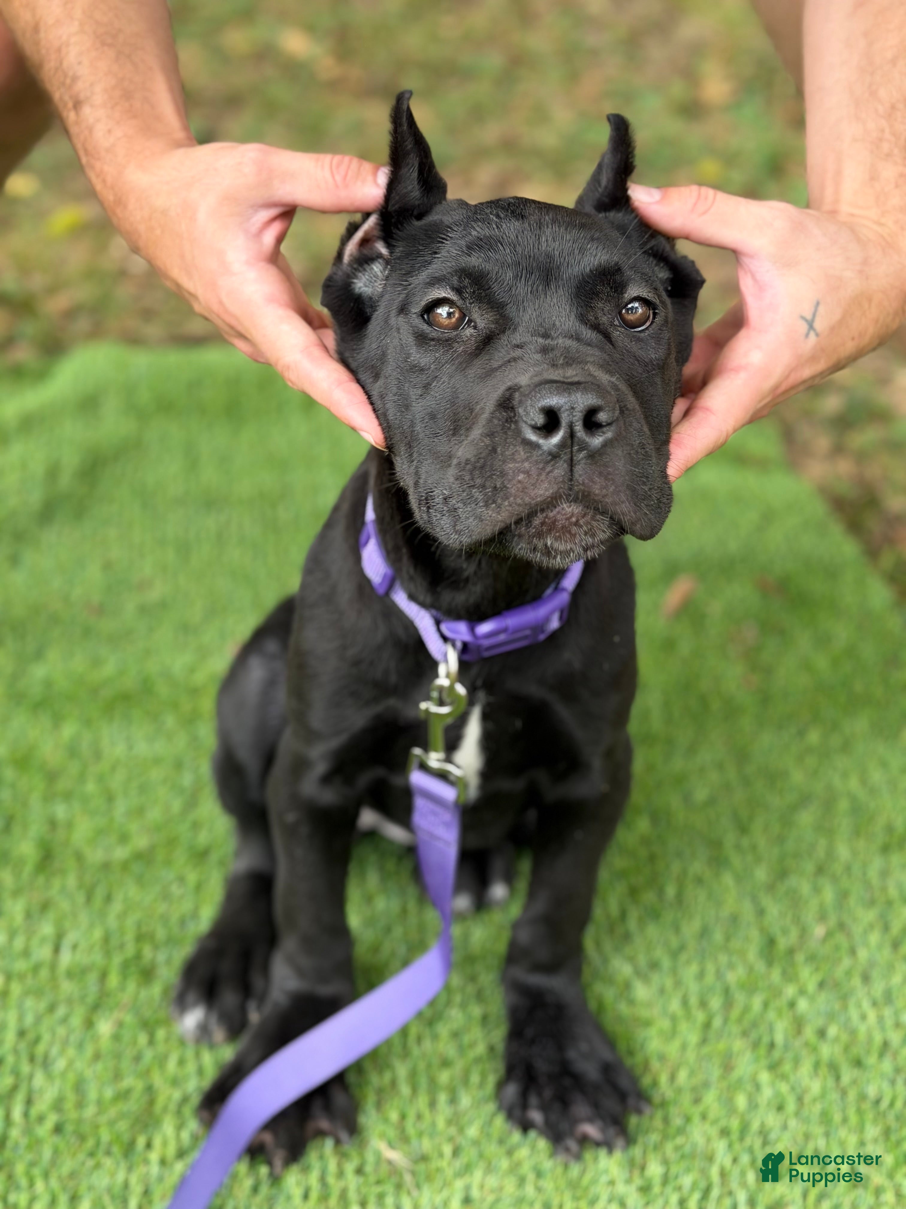 Cane Corso dogs ZENA - Ad 2