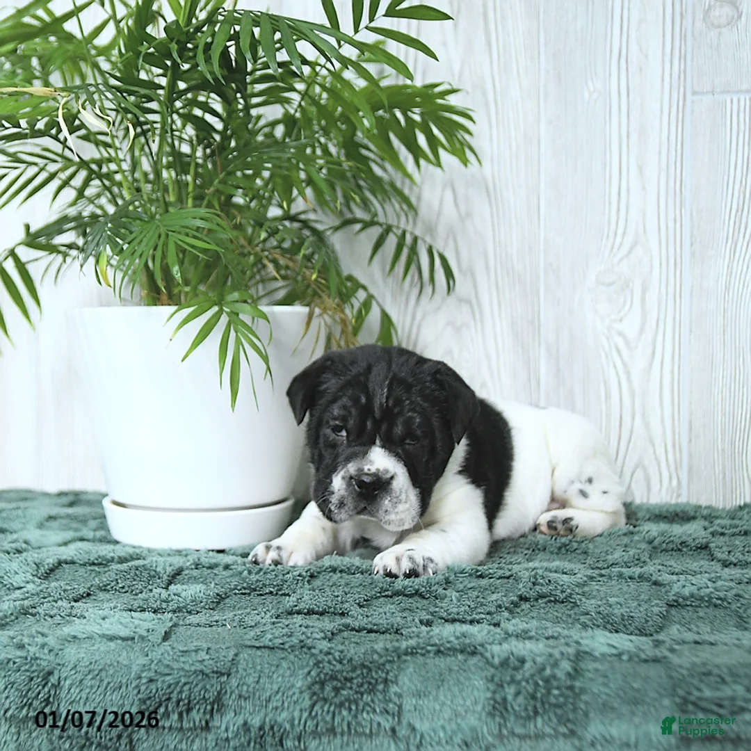 Mini Hippo dogs for sale: Gus - Ad 9