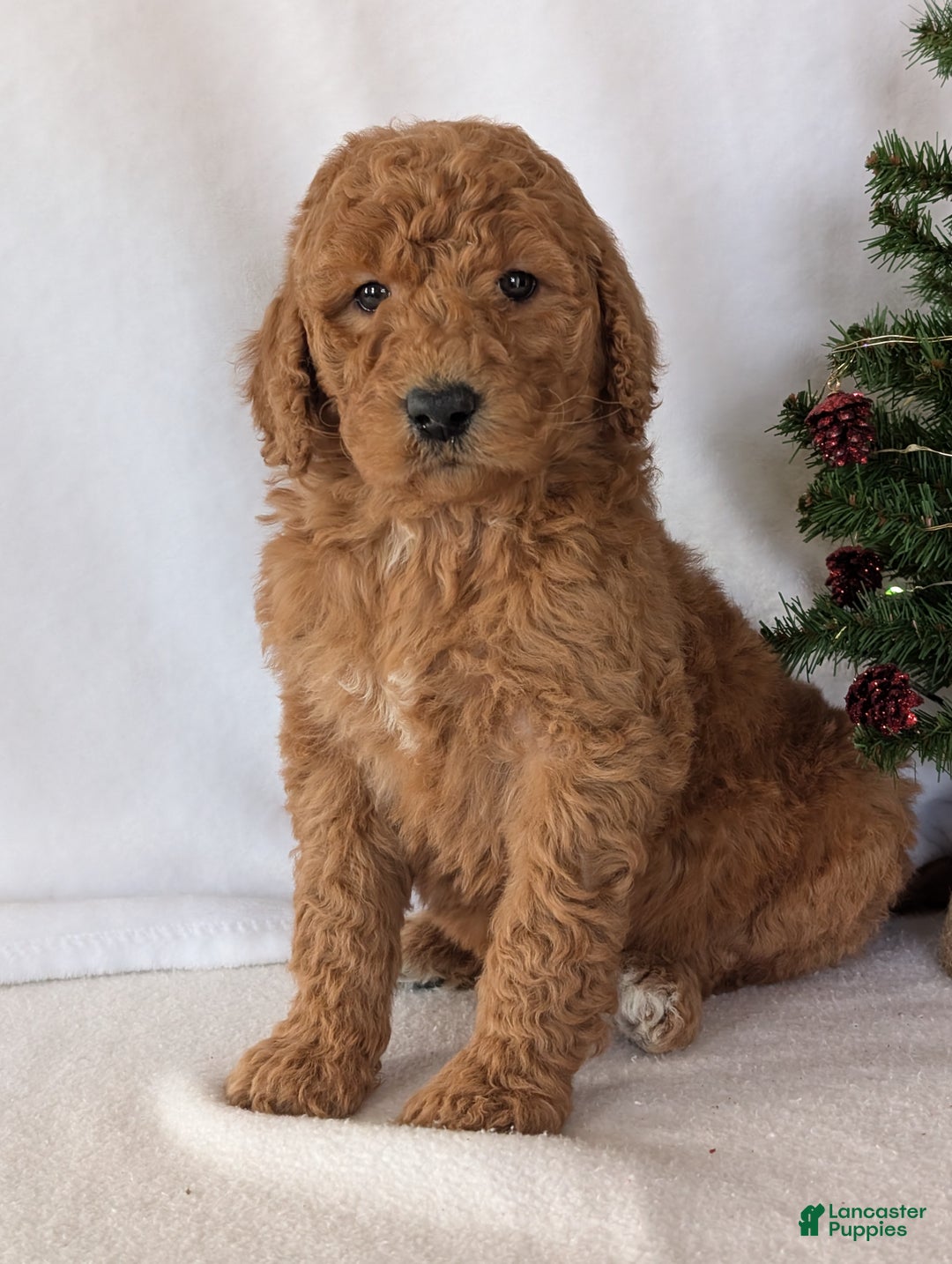Goldendoodle dogs for sale: Miss Daisy  - Ad 15