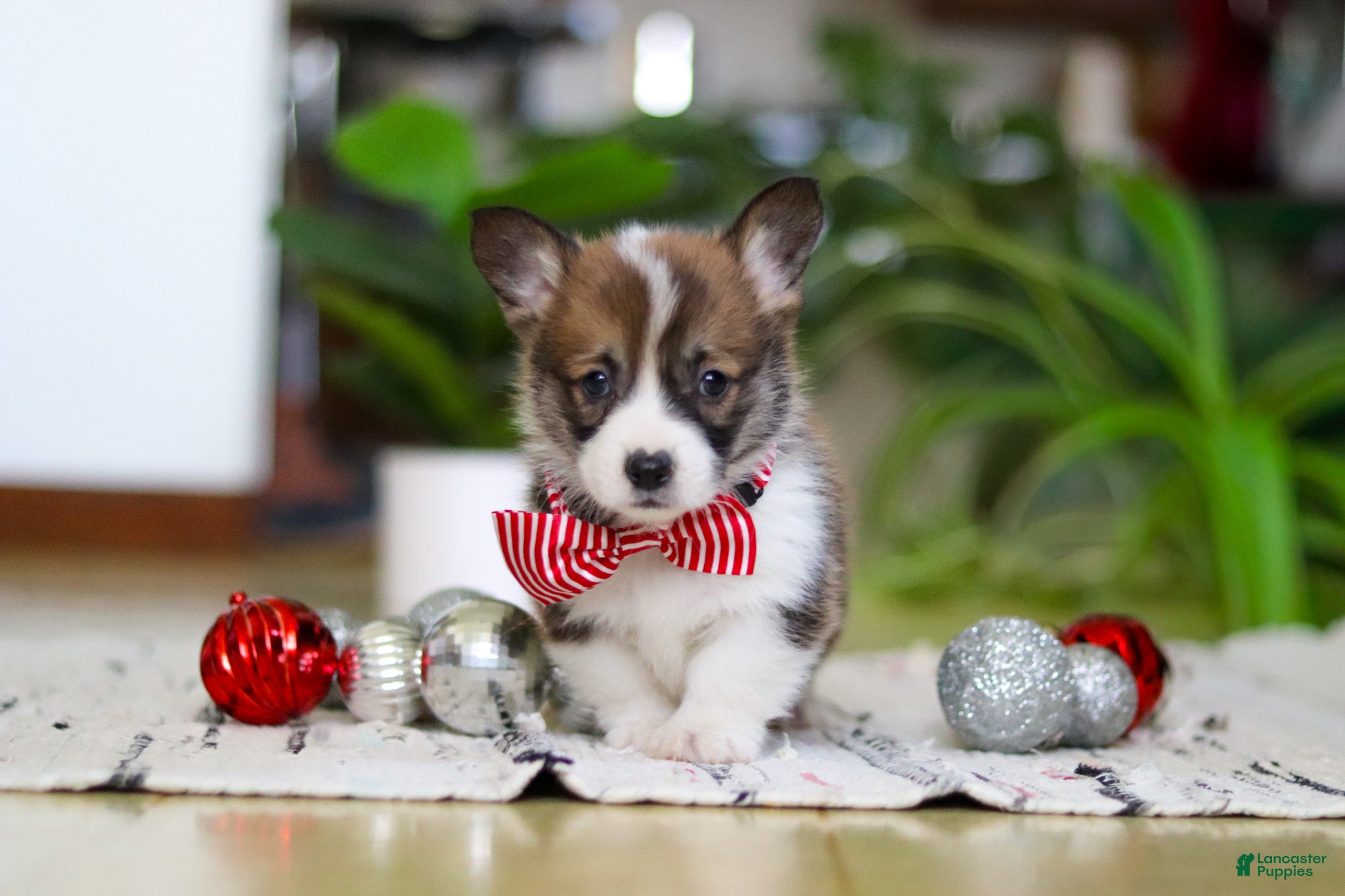 Welsh Corgi Pembroke dogs Prancer - Ad 25