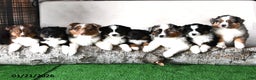 Miniature Australian Shepherd dogs for sale: Dawn - Ad 5