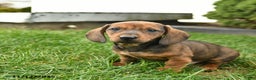Miniature Dachshund dogs for sale: Ryder   - Ad 2