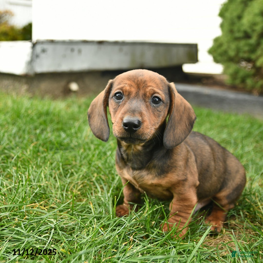 Miniature Dachshund dogs for sale: Ryder   - Ad 2