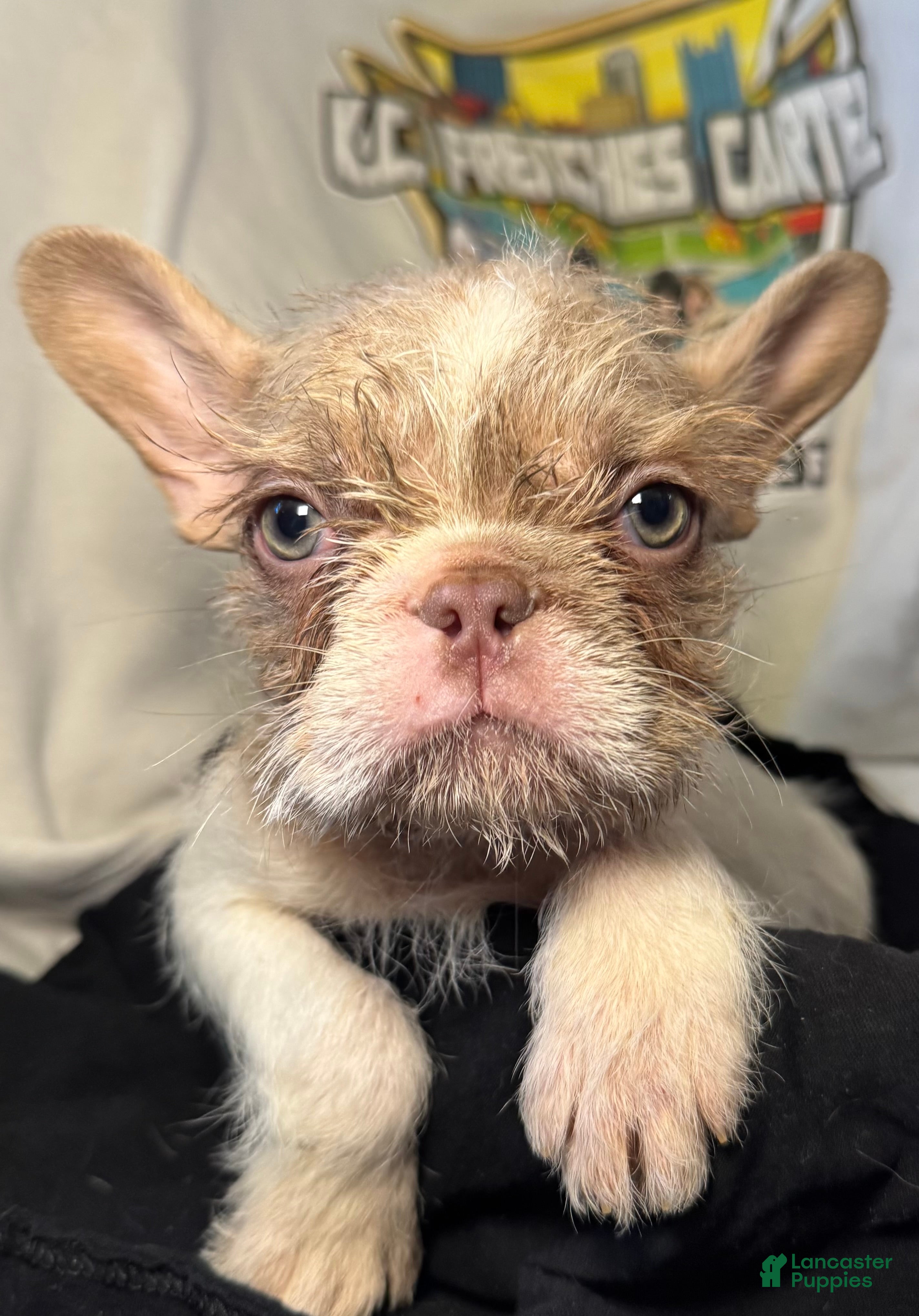 French Bulldog dogs Harry  - Ad 1