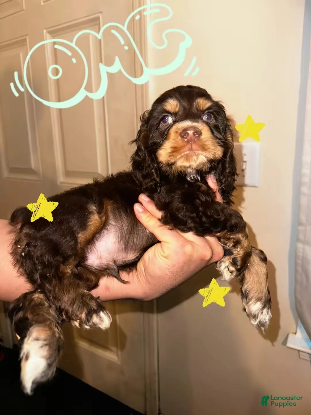 Cocker Spaniel dogs for sale: Socks  - Ad 1