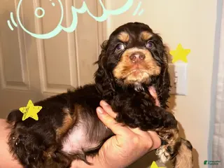 Cocker Spaniel dogs Socks - Ad 4