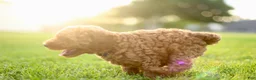 Mini Goldendoodle dogs for sale: Chester - Ad 8