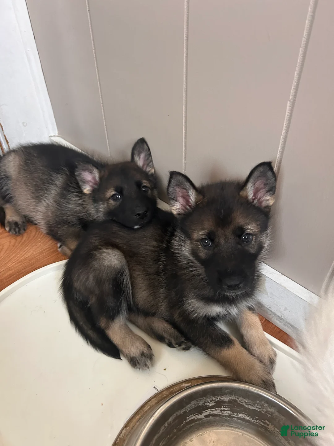 Gerberian Shepsky dogs for sale: (Magenta collar) Gerberian Shepsky Puppy 7 - Ad 2