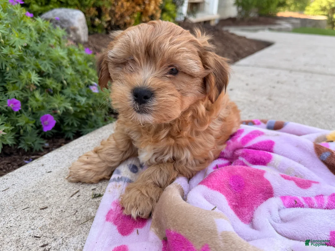 Shorkie dogs for sale: Pinch  - Ad 1