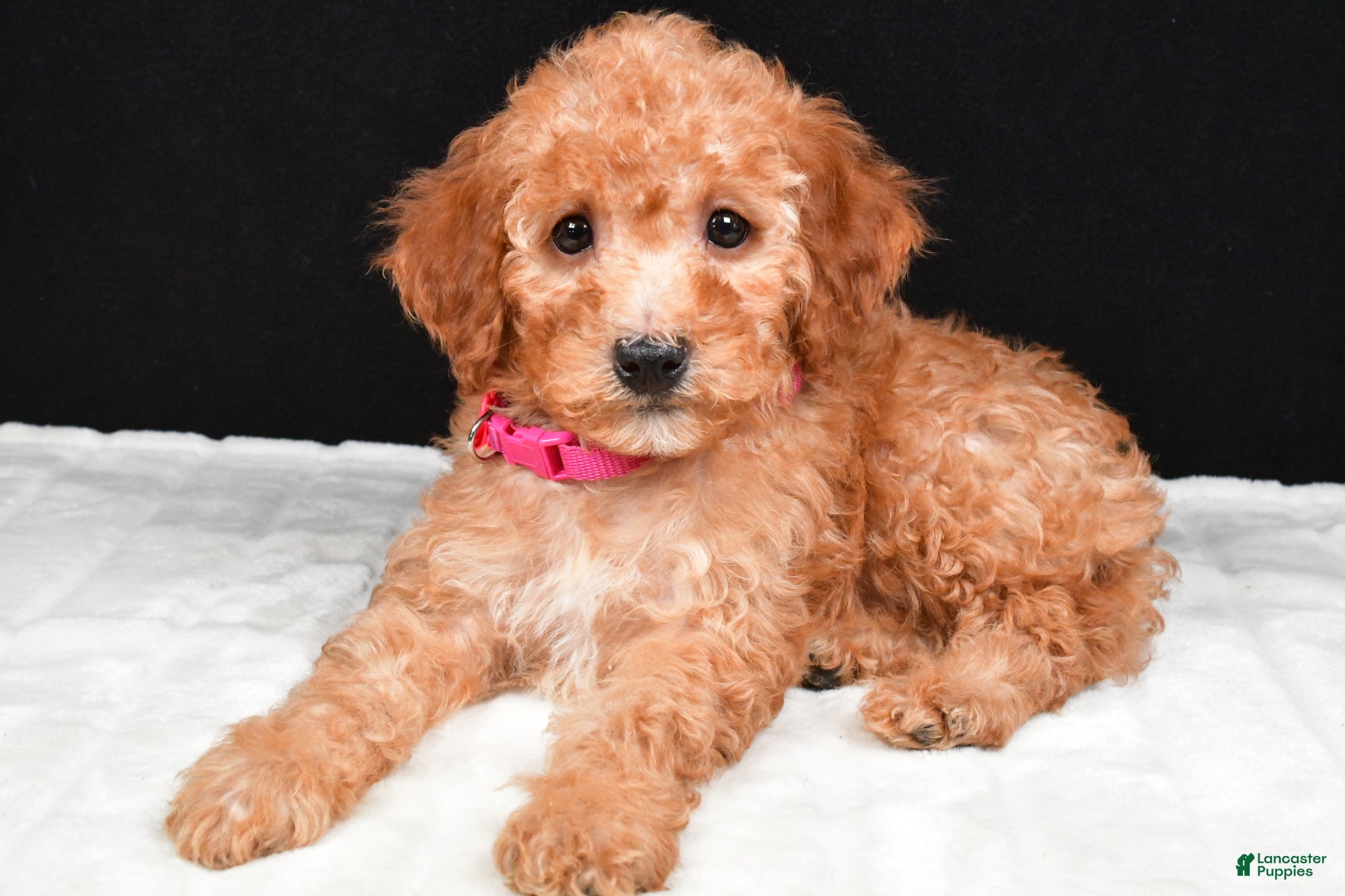 Miniature Poodle dogs Sasha - Ad 2