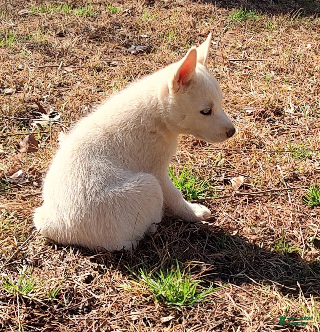 Siberian Husky dogs for sale: Siberian Husky Puppy 1 - Ad 5