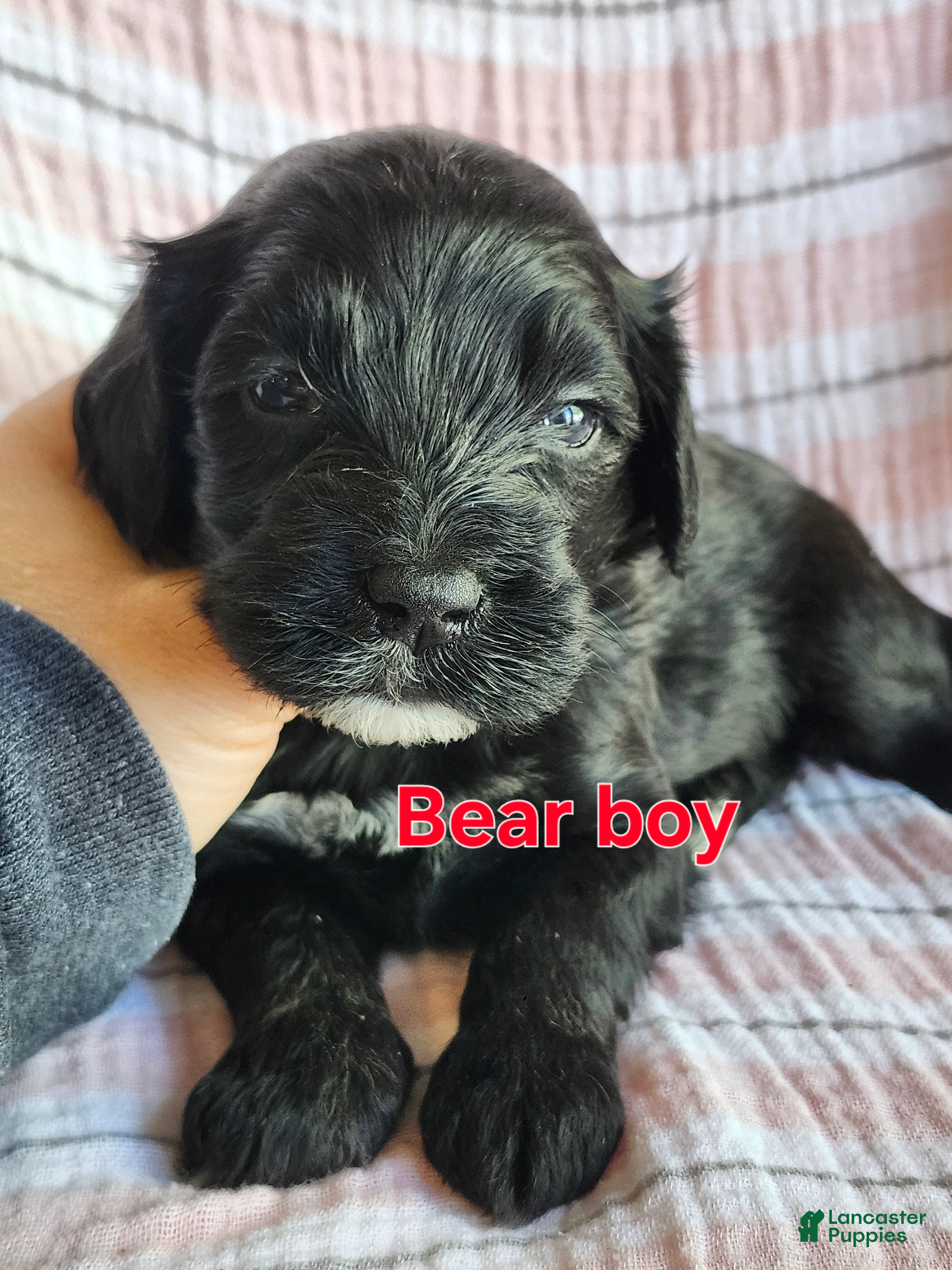 Portuguese Water Dog dogs Bear - Ad 18