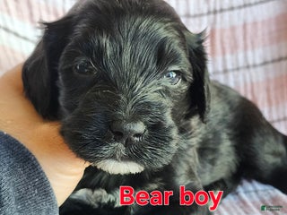 Portuguese Water Dog dogs Bear - Ad 32