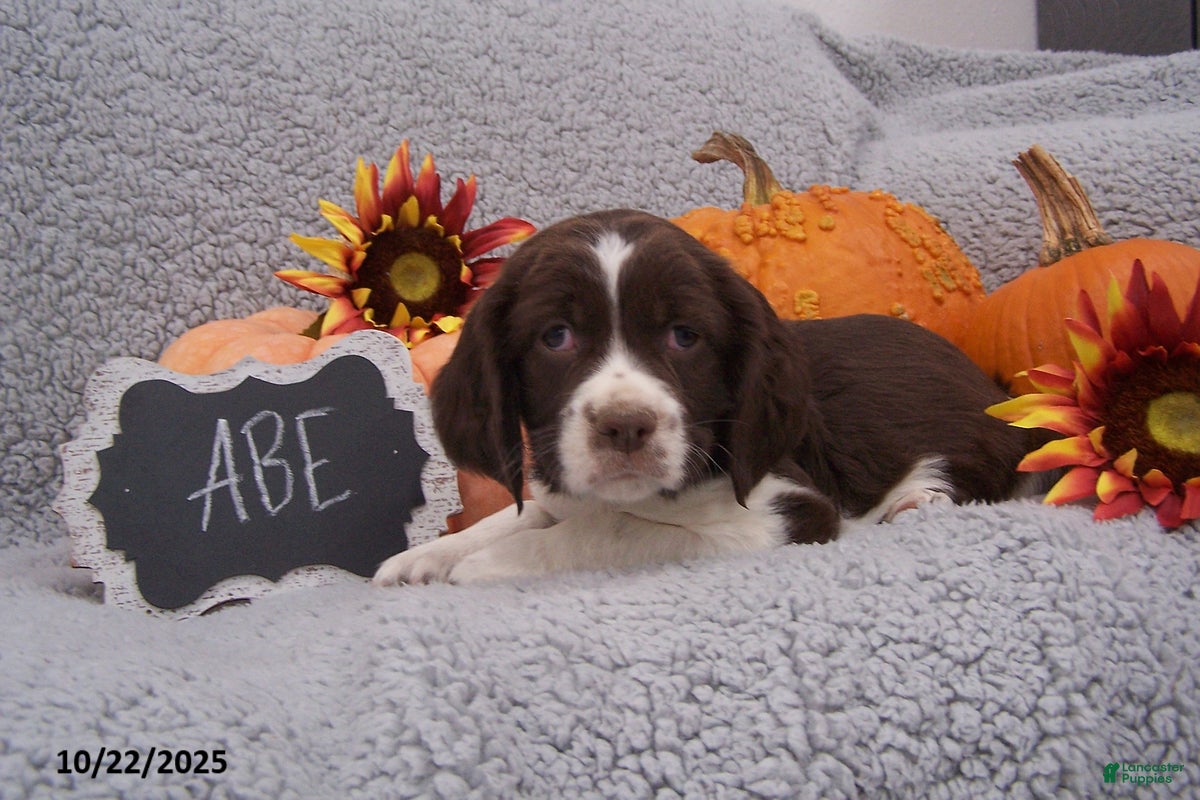 English Springer Spaniel dogs Abe  - Ad 2