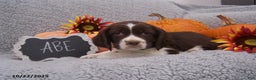 English Springer Spaniel dogs for sale: Abe  - Ad 1