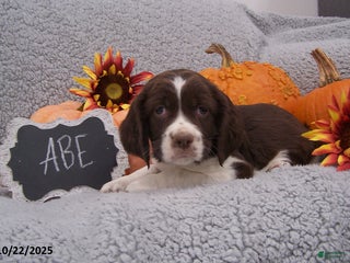 English Springer Spaniel dogs Abe - Ad 18