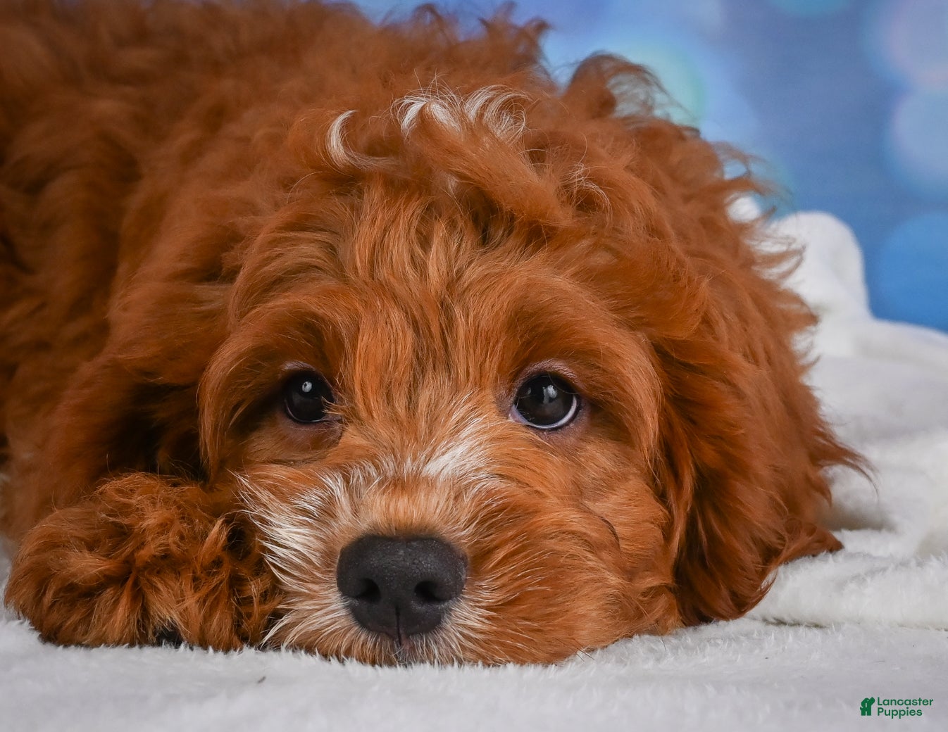 Cavapoo dogs for sale: Clifford - Ad 4