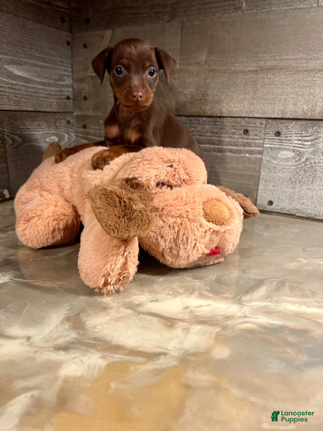 Miniature Pinscher dogs for sale: Toffee - Ad 2