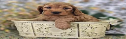 Cockapoo dogs for sale: Sundog - Ad 14