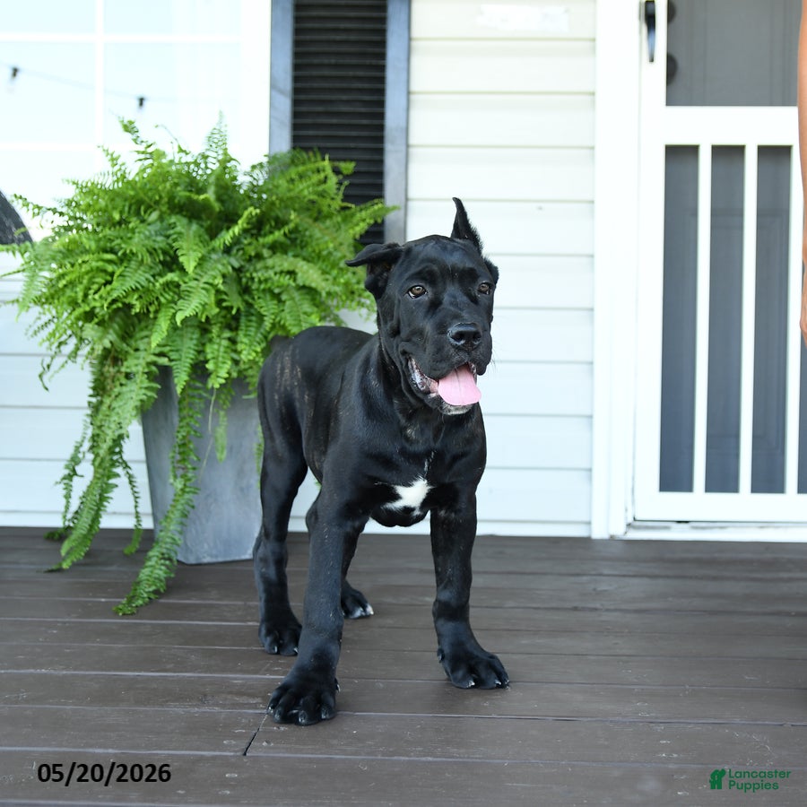 Cane Corso dogs Bandit - Ad 2