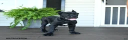 Cane Corso dogs for sale: Bandit - Ad 2