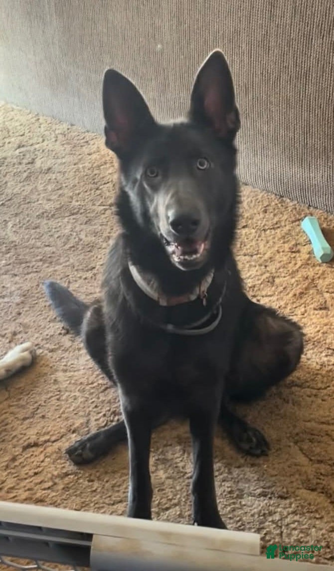 German Shepherd dogs German Shepherd 2 - Ad 2