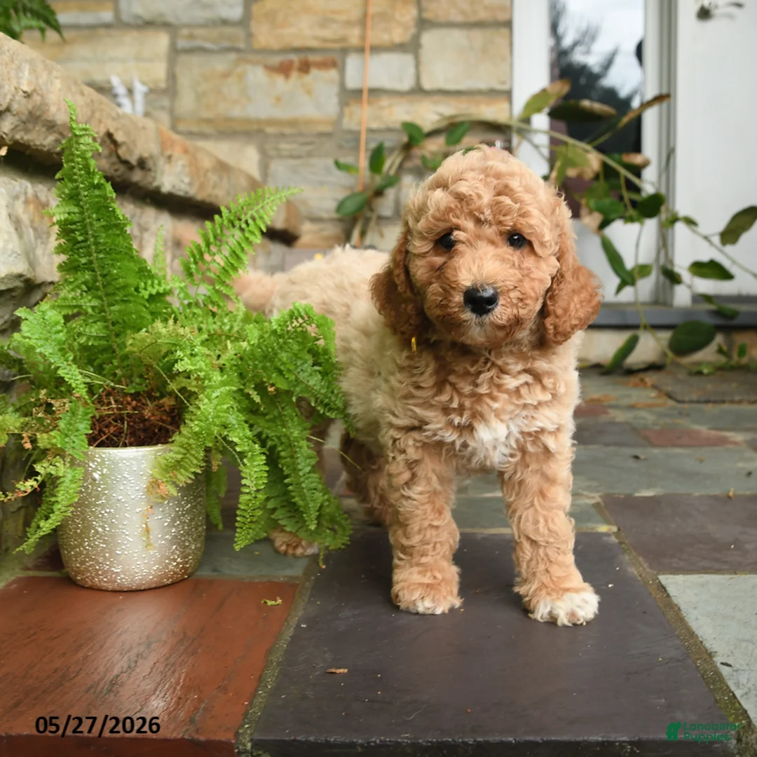 Mini Goldendoodle dogs for sale: Nilla - Ad 3