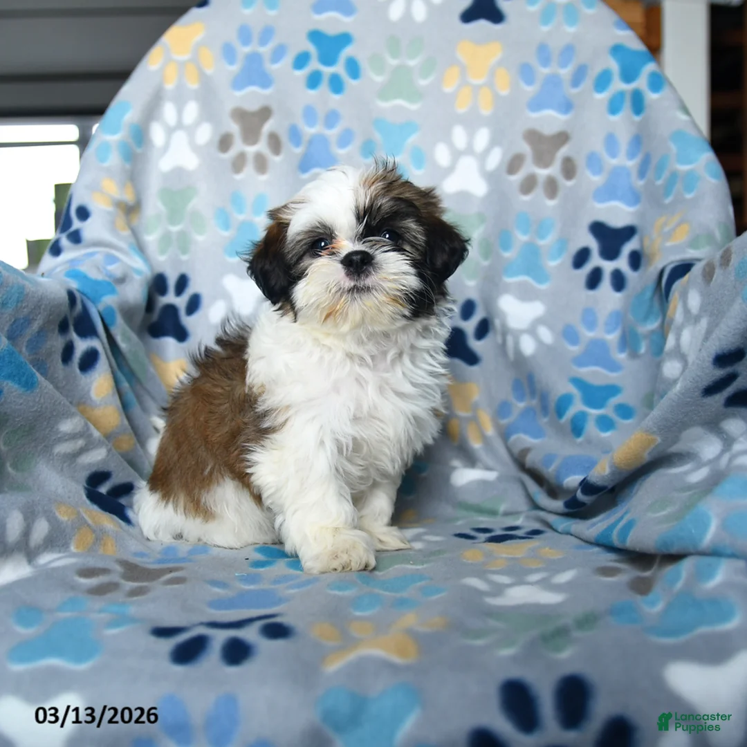 Shih Tzu dogs for sale: Waldo - Ad 1
