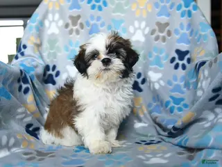 Shih Tzu dogs for sale: Waldo - Ad 3