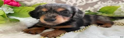 Miniature Dachshund dogs for sale: Kade - Ad 9
