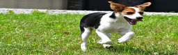 Mixed Breed dogs for sale: Willow - Ad 8