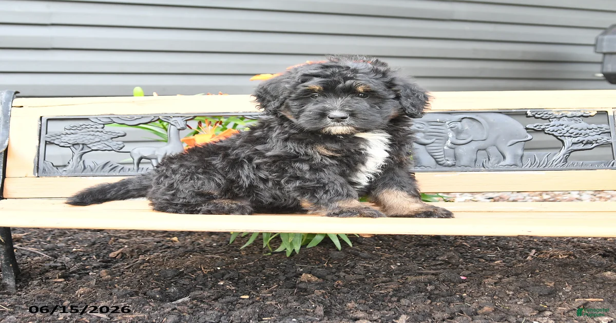Ned Bernedoodle for sale in Lykens | Lancaster Puppies
