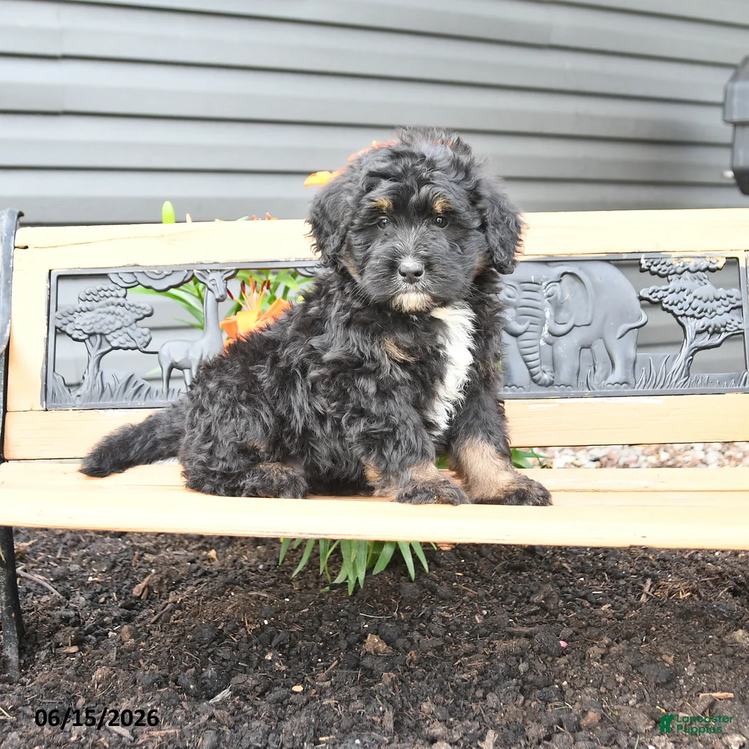 Bernedoodle dogs for sale: Ned - Ad 1