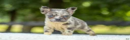 French Bulldog dogs for sale: Lisa - Ad 4