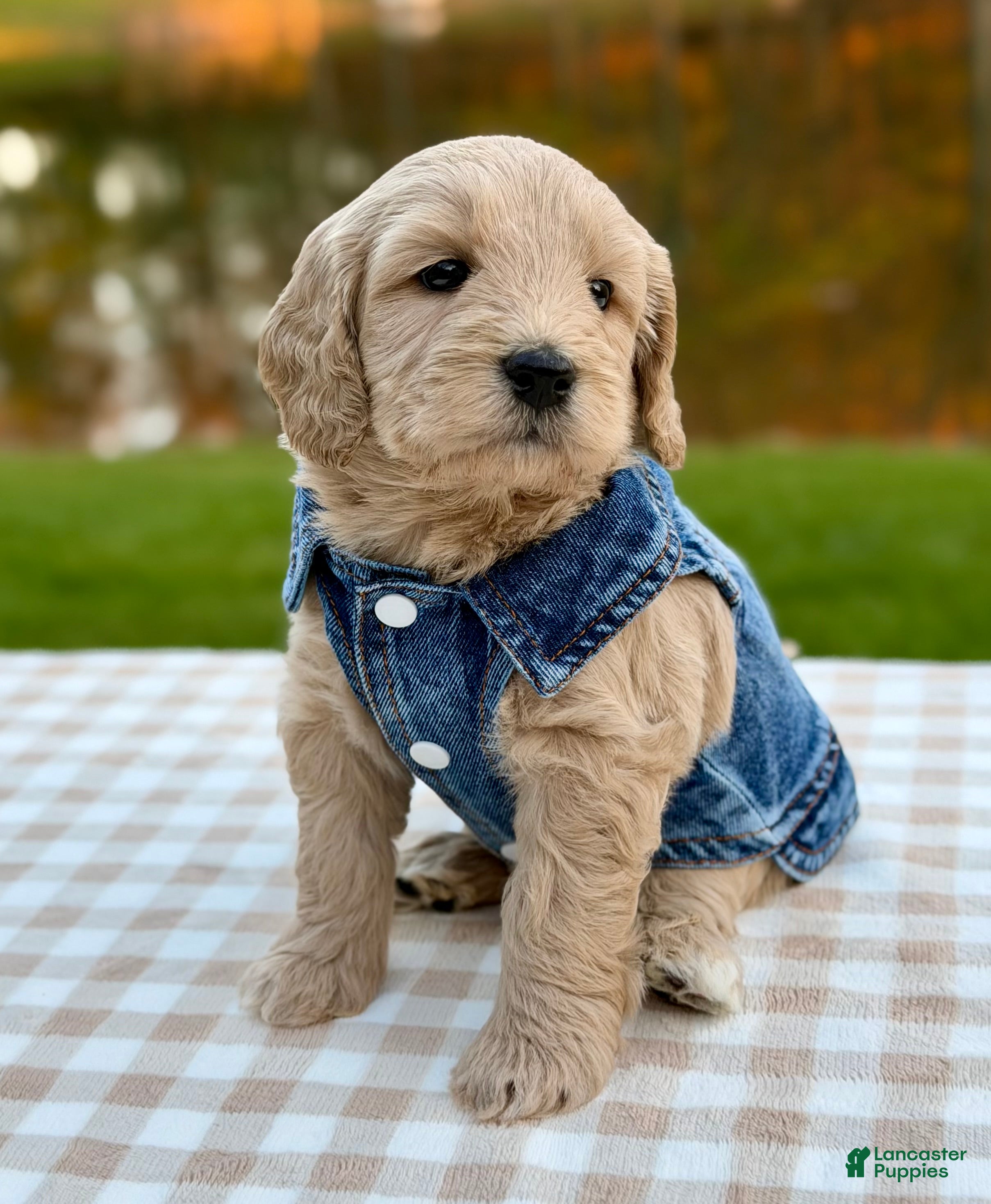 Goldendoodle dogs for sale: Acorn-mini  - Ad 2
