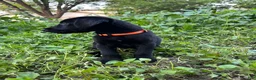 Mixed Breed dogs for sale: Orange - Ad 4